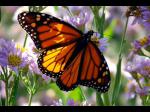 248_motyl_1.jpg