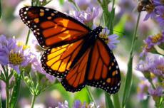 248_motyl_1.jpg