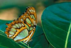 251_motyl_3.jpg