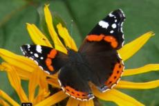 255_motyl_8.jpg